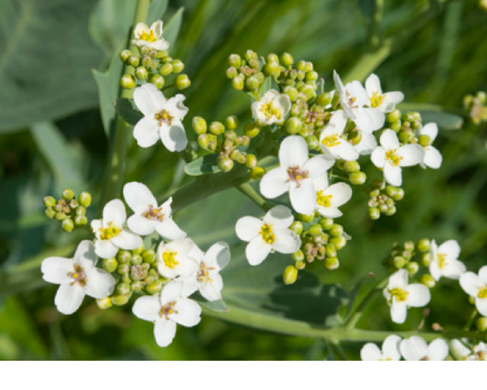 ACEITE DE CRAMBE