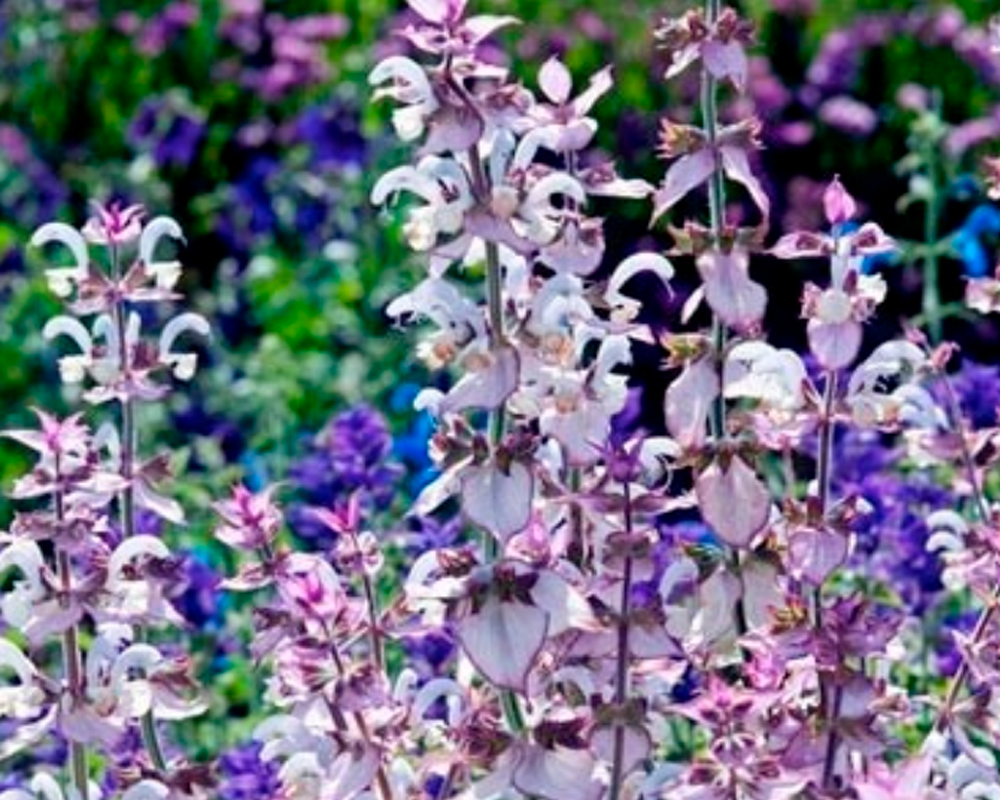 SALVIA