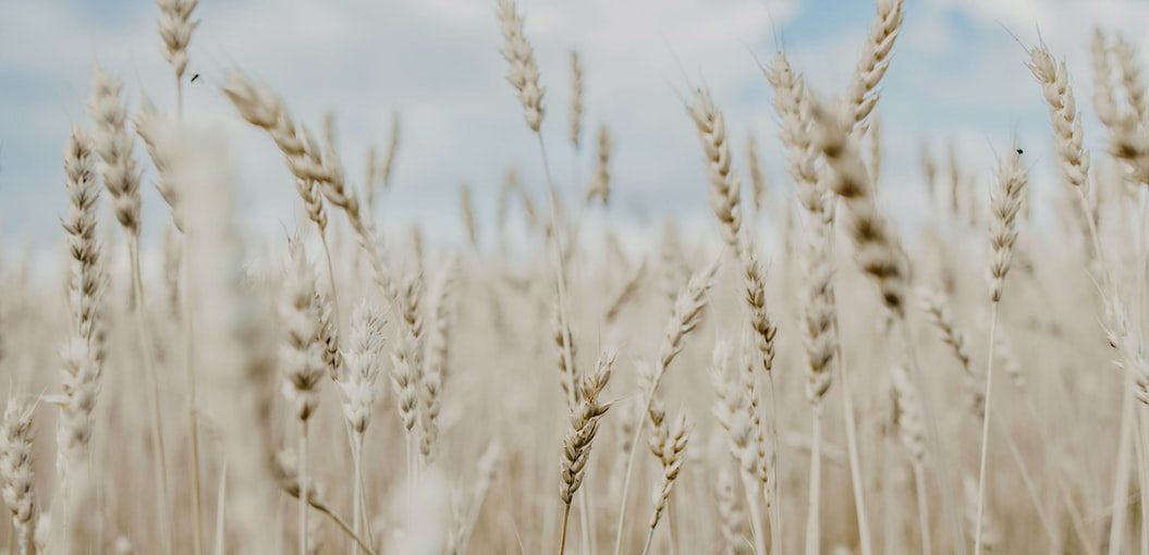 Los 5 mejores beneficios del aceite de germen de trigo para tu piel